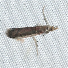 Tampa dimediatella