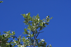 Salix alaxensis