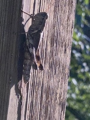 Melanoplus ponderosus