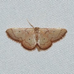 Idaea demissaria