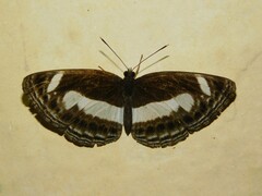 Neptis