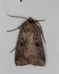 Agnorisma badinodis