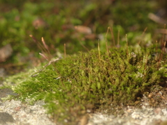 Tortula muralis