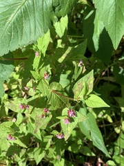 Persicaria nepalensis