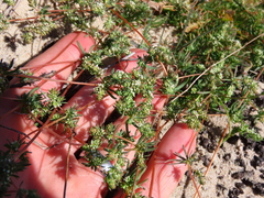 Adenogramma glomerata