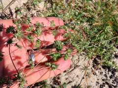 Adenogramma glomerata