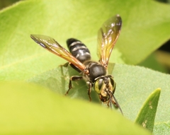 Tachytes guatemalensis