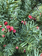 Taxus baccata