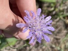 Dipsacoideae