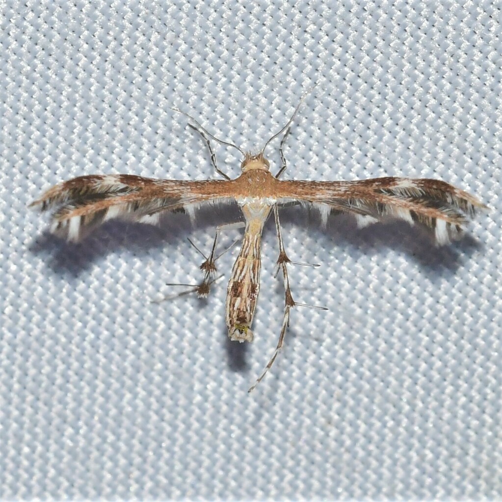 Dejongia