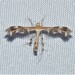 Gumweed Plume Moth - Photo (c) Royal Tyler, some rights reserved (CC BY-NC-SA), uploaded by Royal Tyler