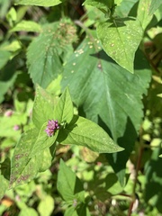 Persicaria nepalensis