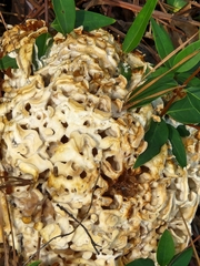 Sparassis spathulata