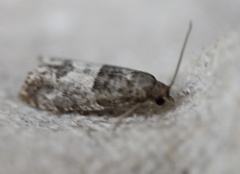Spilonota ocellana