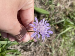 Dipsacoideae