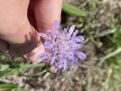 Dipsacoideae