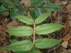 Lonicera acuminata