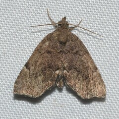 Cutina aluticolor