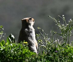 Marmota himalayana