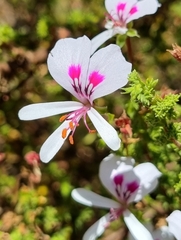 Pelargonium crispum