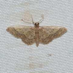 Idaea celtima