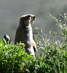 Marmota himalayana