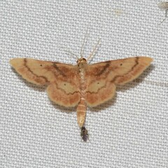 Idaea demissaria