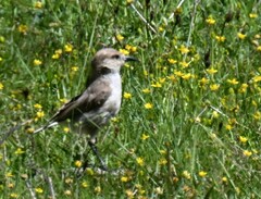 Pseudopodoces humilis