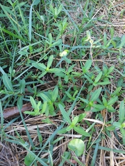 Ludwigia octovalvis