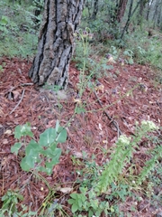 Roldana sessilifolia