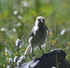Pseudopodoces humilis