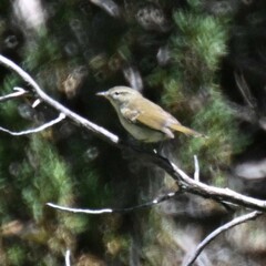Phylloscopus trochiloides