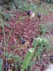 Roldana sessilifolia