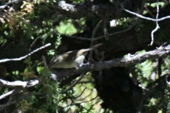 Phylloscopus trochiloides