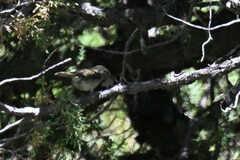 Phylloscopus trochiloides