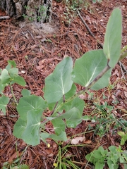 Roldana sessilifolia