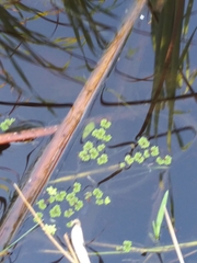 Azolla caroliniana