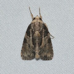 Chytonix palliatricula