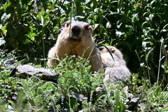 Marmota himalayana