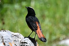 Phoenicurus leucocephalus