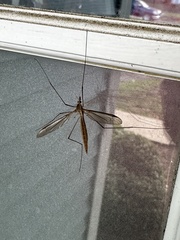 Tipula paludosa