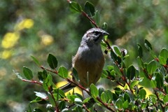 Emberiza godlewskii