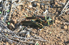 Schistocerca melanocera