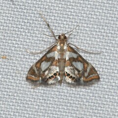 Chrysendeton medicinalis