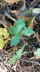 Sanicula canadensis