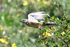 Emberiza godlewskii