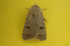 Caradrina kadenii