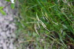 Deschampsia cespitosa