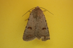 Caradrina kadenii