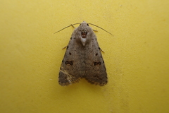 Caradrina kadenii